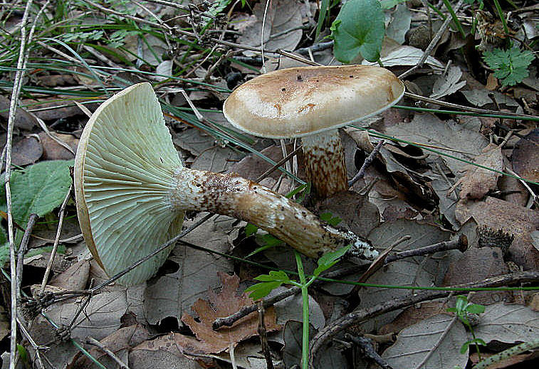 Hygrophorus personii (Arnolds)